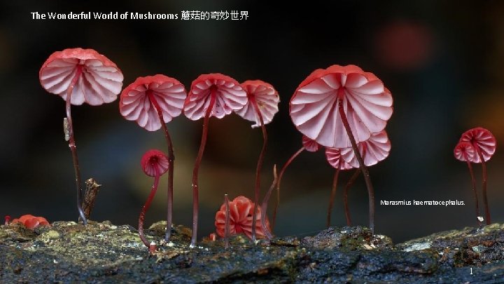 The Wonderful World of Mushrooms 蘑菇的奇妙世界 Marasmius haematocephalus. 1 