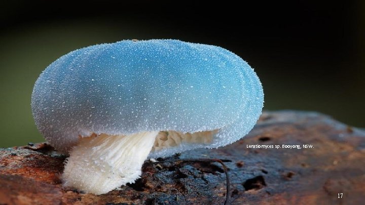 Leratiomyces sp. Booyong, NSW. 17 