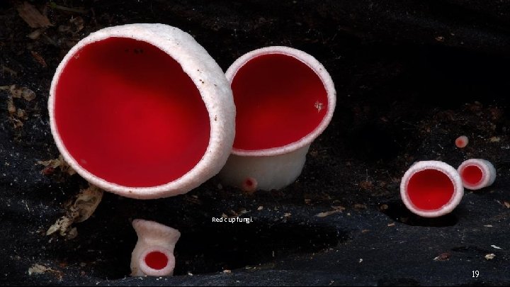 Red cup fungi. 19 