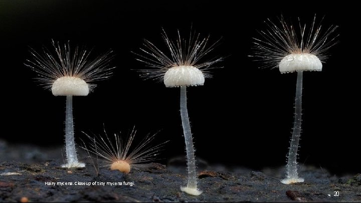 Hairy mycena. Closeup of tiny mycena fungi. 20 