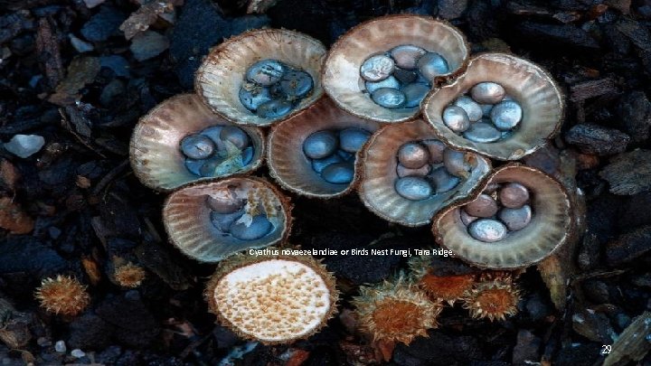 Cyathus novaezelandiae or Birds Nest Fungi, Tara Ridge. 29 