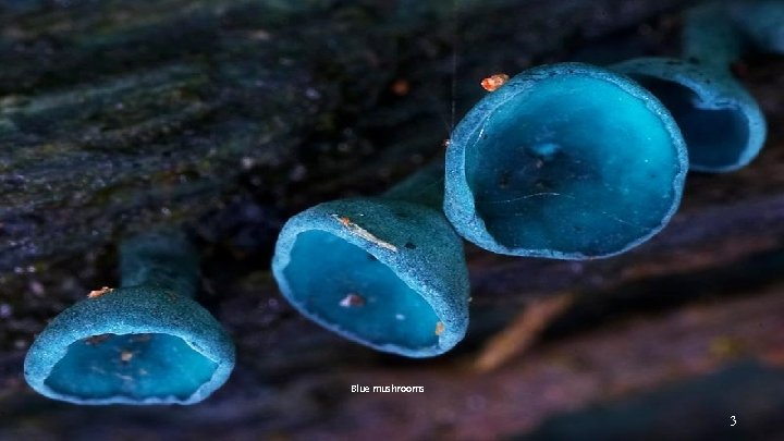 Blue mushrooms 3 