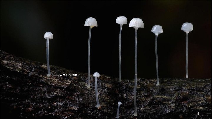 White Mycena 4 