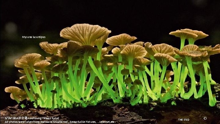 Mycena lucentipes 5/16/2014王文堯 Kaohsiung Taiwan R. O. C All photos were taken from Awkward