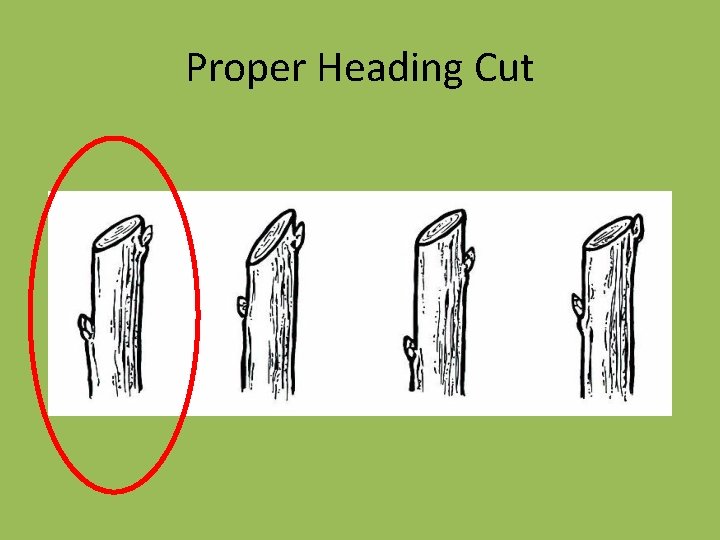 Proper Heading Cut 