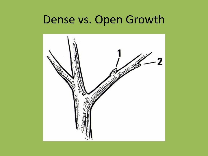 Dense vs. Open Growth 