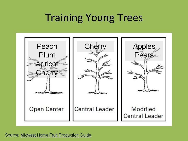 Training Young Trees Peach Plum Apricot Cherry Source: Midwest Home Fruit Production Guide Apples