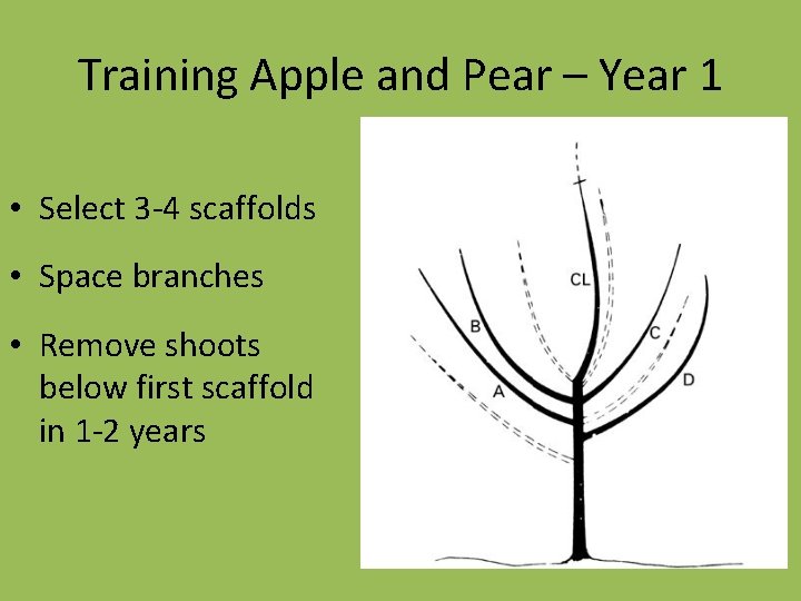 Training Apple and Pear – Year 1 • Select 3 -4 scaffolds • Space