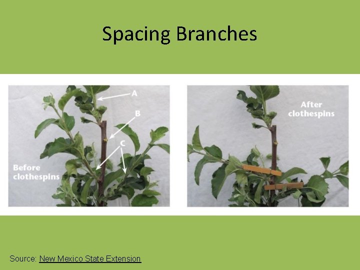 Spacing Branches Source: New Mexico State Extension 