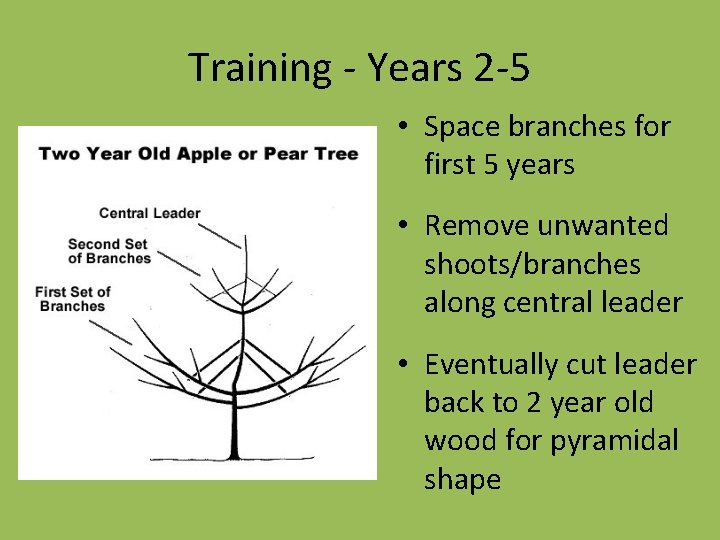Training - Years 2 -5 • Space branches for first 5 years • Remove