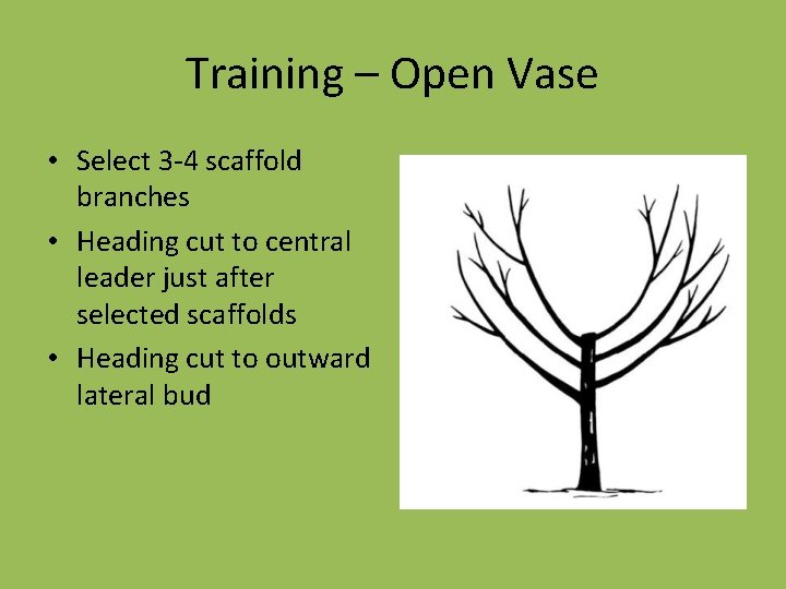 Training – Open Vase • Select 3 -4 scaffold branches • Heading cut to