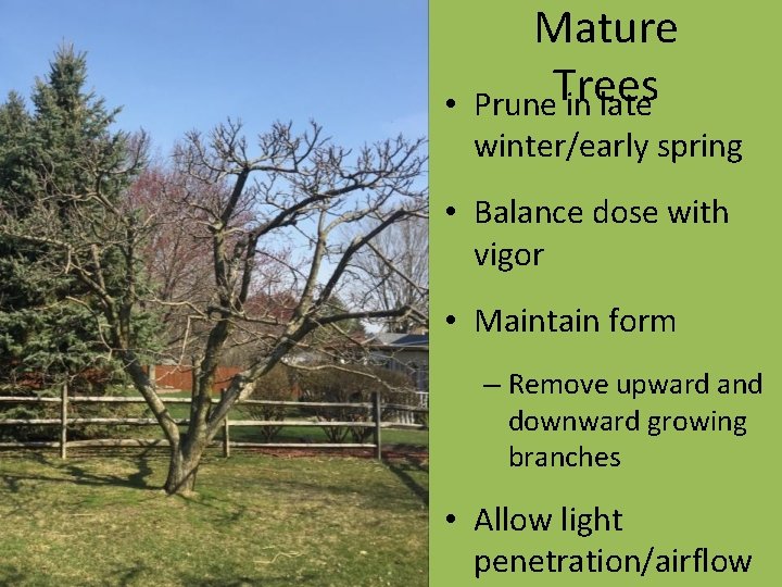  • Mature Prune. Trees in late winter/early spring • Balance dose with vigor