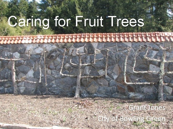 Caring for Fruit Trees Grant Jones City of Bowling Green 