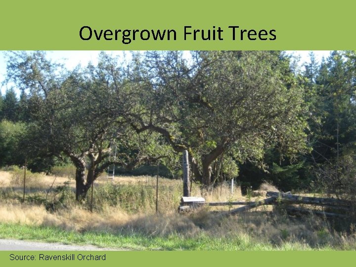 Overgrown Fruit Trees Source: Ravenskill Orchard 