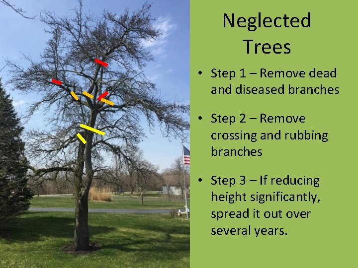 Neglected Trees • Step 1 – Remove dead and diseased branches • Step 2