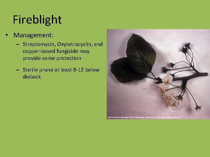 Fireblight • Management: – Streptomycin, Oxytetracyclin, and copper-based fungicide may provide some protection –