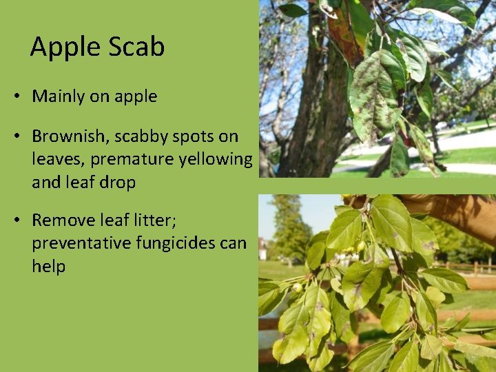 Apple Scab • Mainly on apple • Brownish, scabby spots on leaves, premature yellowing