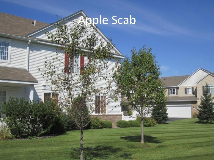 Apple Scab 