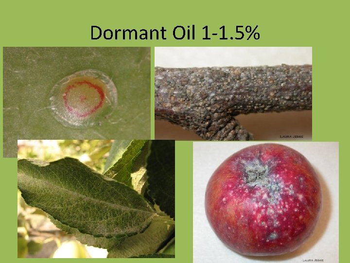 Dormant Oil 1 -1. 5% 