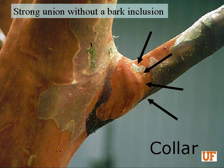 Strong union without a bark inclusion Collar 