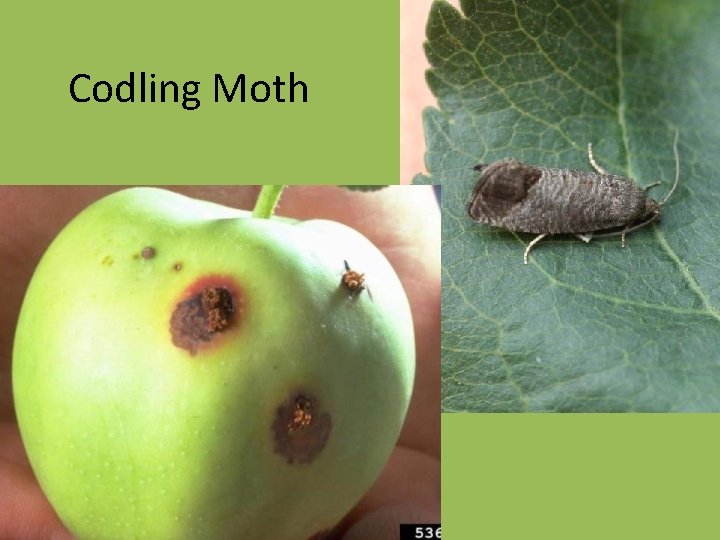 Codling Moth 