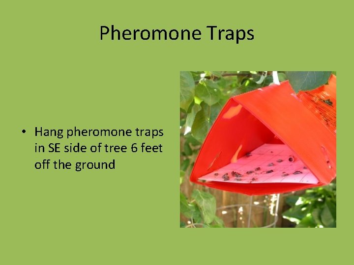 Pheromone Traps • Hang pheromone traps in SE side of tree 6 feet off
