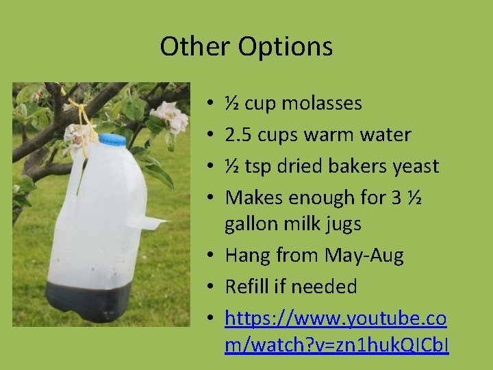 Other Options ½ cup molasses 2. 5 cups warm water ½ tsp dried bakers