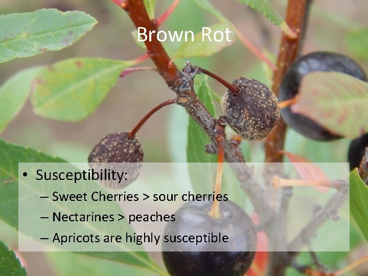 Brown Rot • Susceptibility: – Sweet Cherries > sour cherries – Nectarines > peaches