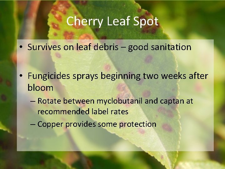 Cherry Leaf Spot • Survives on leaf debris – good sanitation • Fungicides sprays