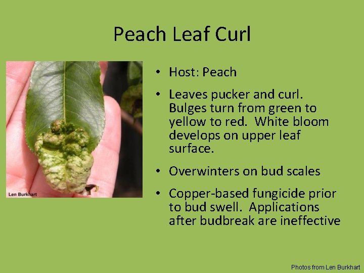Peach Leaf Curl • Host: Peach • Leaves pucker and curl. Bulges turn from