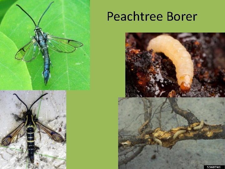 Peachtree Borer 