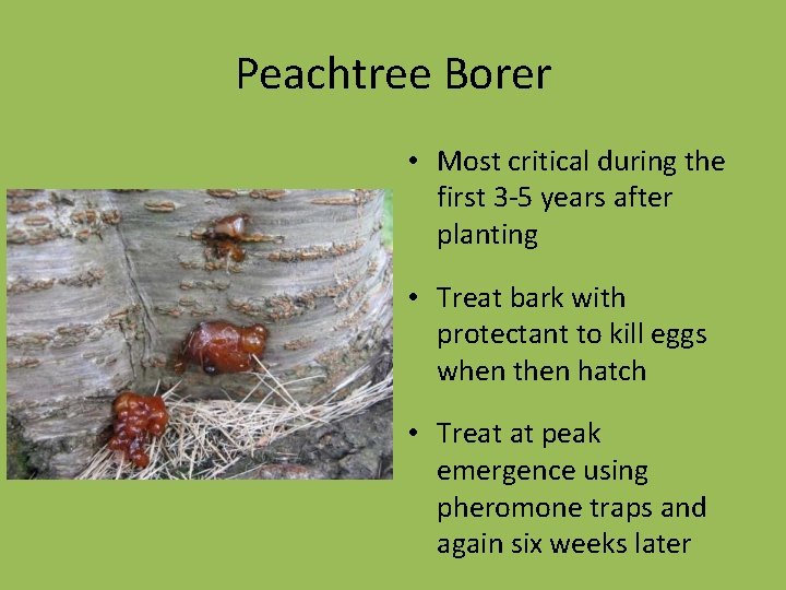 Peachtree Borer • Most critical during the first 3 -5 years after planting •