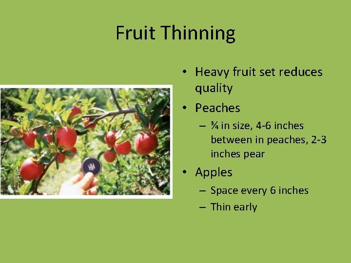 Fruit Thinning • Heavy fruit set reduces quality • Peaches – ¾ in size,