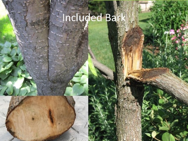 Included Bark 