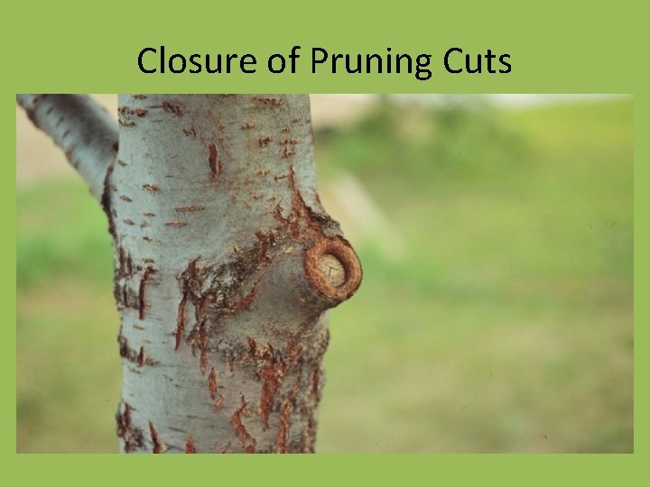 Closure of Pruning Cuts 