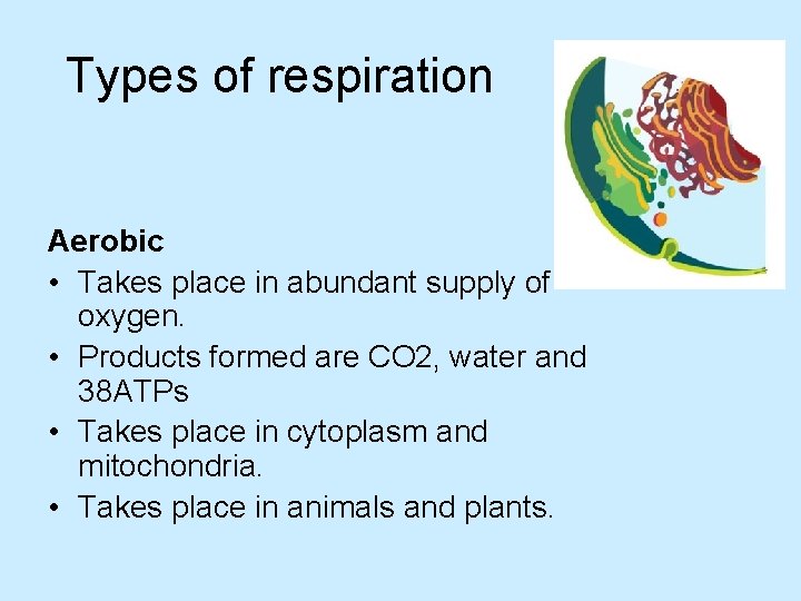 Types of respiration Aerobic • Takes place in abundant supply of oxygen. • Products