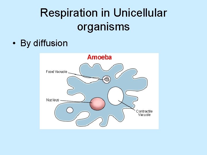 Respiration in Unicellular organisms • By diffusion 