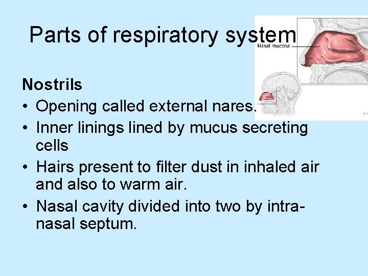 Parts of respiratory system Nostrils • Opening called external nares. • Inner linings lined
