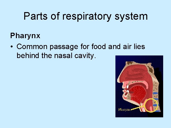 Parts of respiratory system Pharynx • Common passage for food and air lies behind