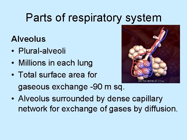 Parts of respiratory system Alveolus • Plural-alveoli • Millions in each lung • Total