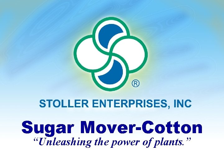 Stoller SUGAR MOVERTM Lint Yield (lb/ac) From 16 acre plots Treatement 2004 2005 Field