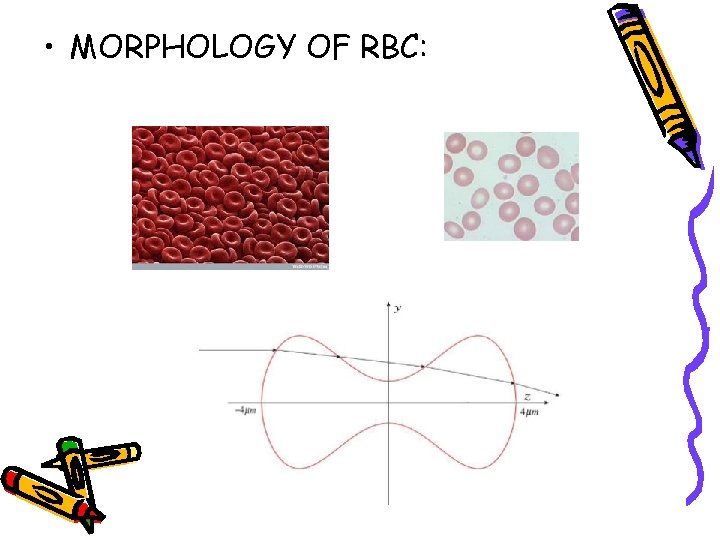 Monomorphic Rbc BLOOD Dr Padmini T Specific learning objectives At