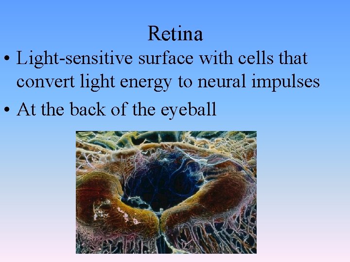 Retina • Light-sensitive surface with cells that convert light energy to neural impulses •