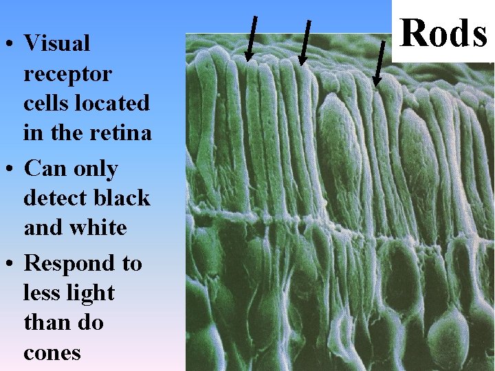  • Visual receptor cells located in the retina • Can only detect black
