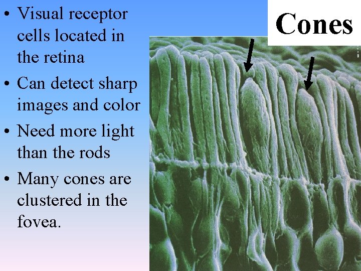  • Visual receptor cells located in the retina • Can detect sharp images