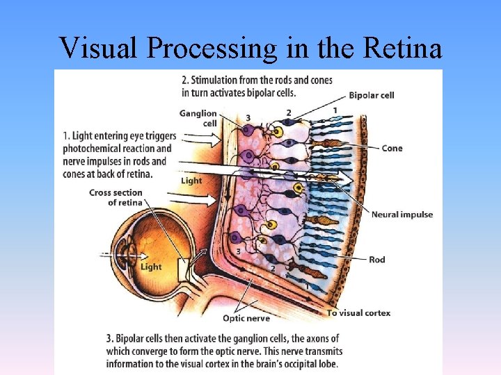Visual Processing in the Retina 