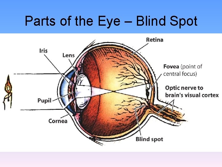 Parts of the Eye – Blind Spot 