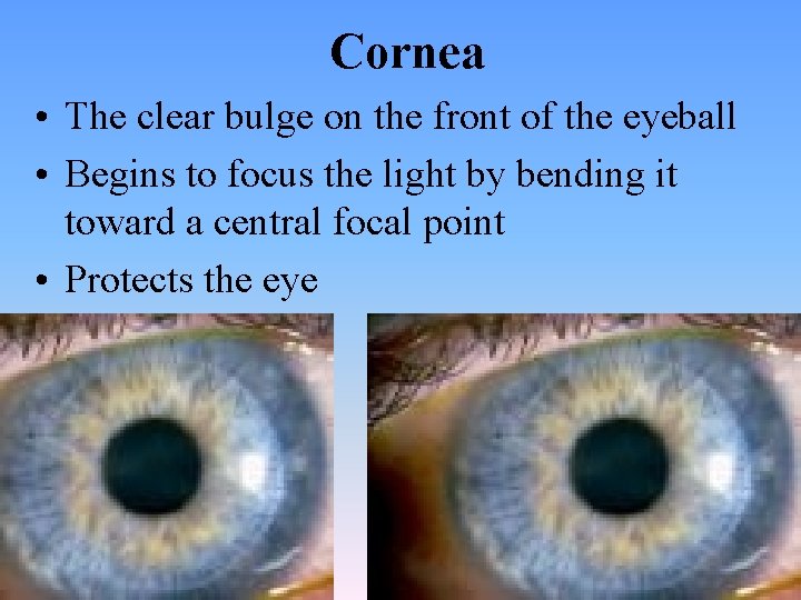 Cornea • The clear bulge on the front of the eyeball • Begins to