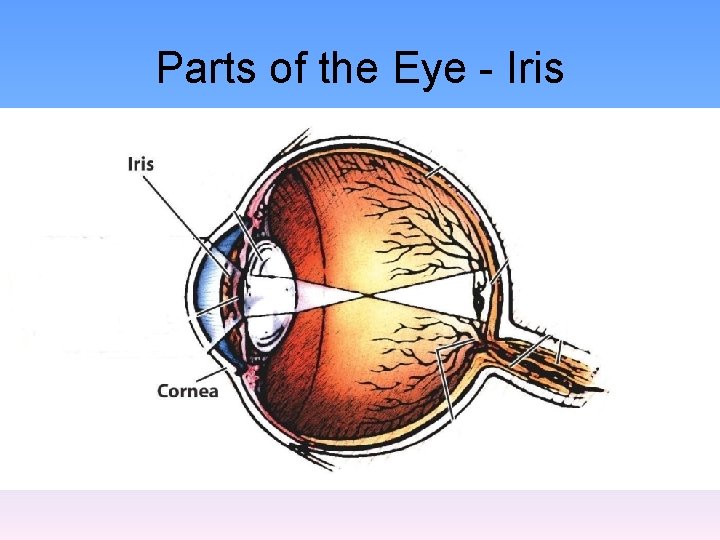 Parts of the Eye - Iris 