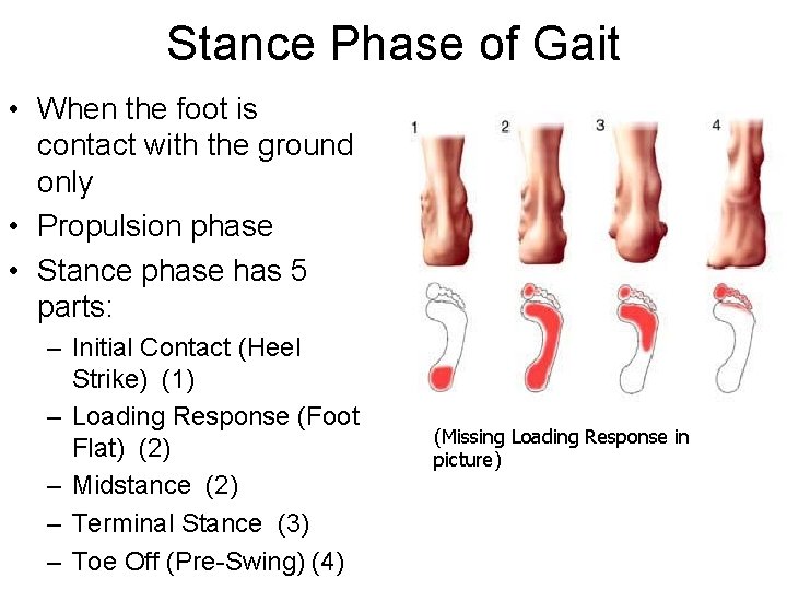 Stance Phase of Gait • When the foot is contact with the ground only